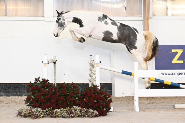PACHA JP Z - Modern athlete out of full sister to CANNONBALL PACHA JP Z - Modern athlete out of full sister to CANNONBALL